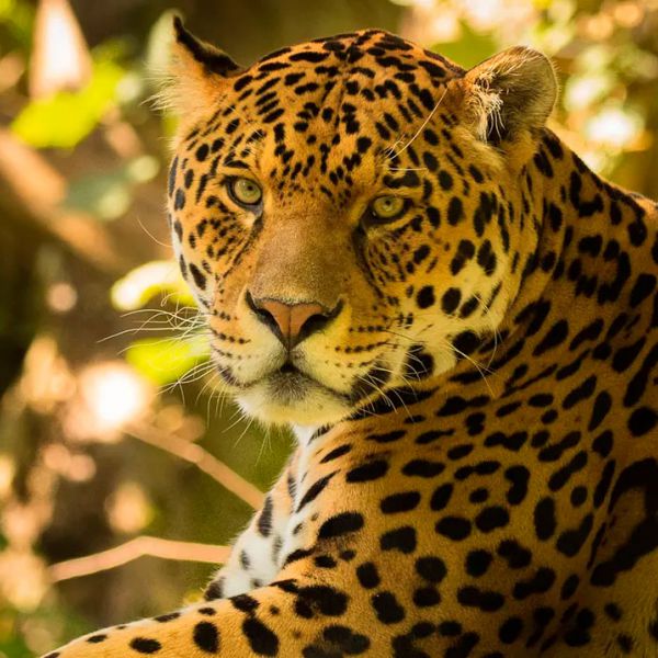 Tours en Manu desde Honduras